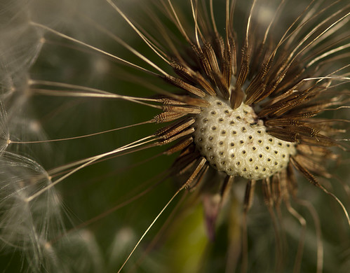 HasselBlad-Macro-120mm