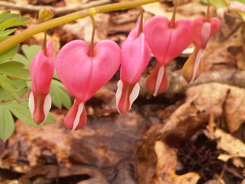 Bleeding Hearts