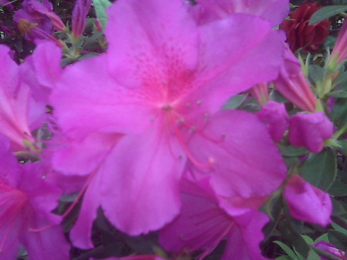 azalea