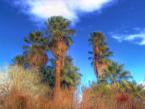 Palm trees