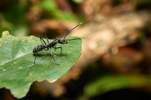 Ant (Formicidae), Singapore