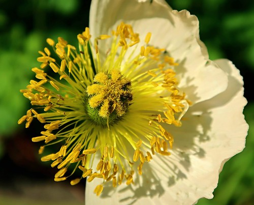 Yellow papaver - Gelber Klatschmohn Super macro