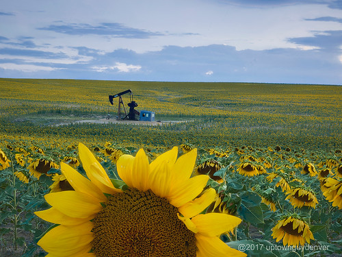 Just love the sunflower fields this time of year.