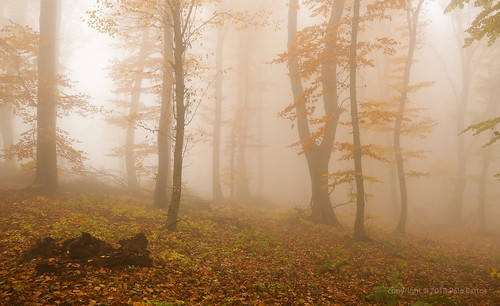 018Nov 03: Autumn Misty Forest Kobyla