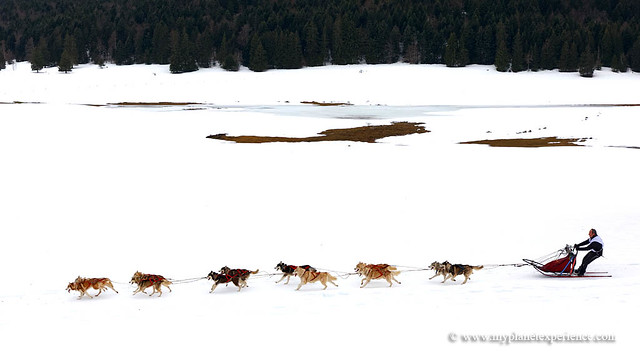 Sled dog race