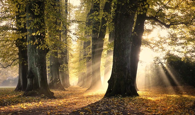 Ein Herbsttag #hamburg #natur #landschaft #herbst #bäume #nature #trees #nebel #fog #landscape #sunrise #sunshine #awesome #outdoor #autumn