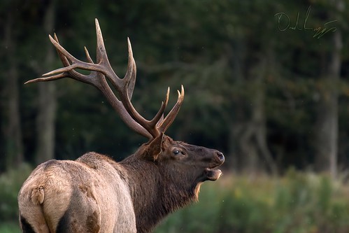 Pennsylvania Bull Elk.