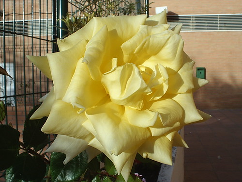 Rosa