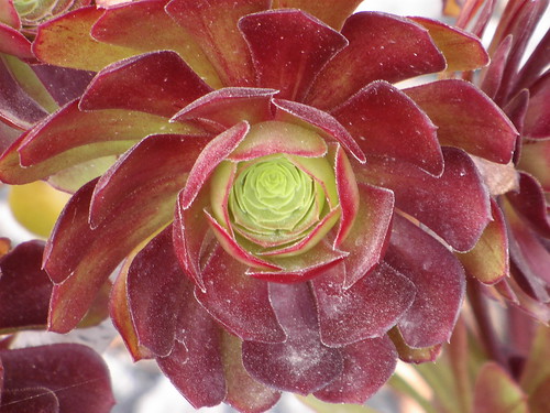 Fiore di pianta grassa