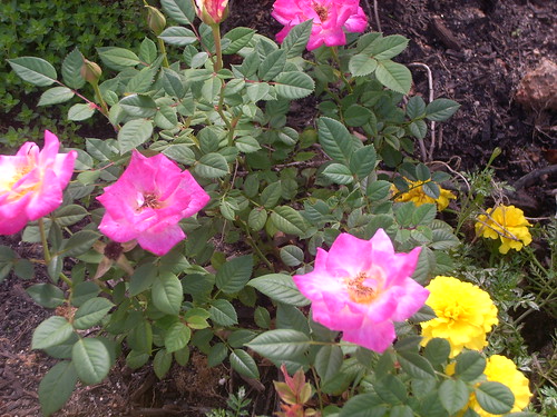 flowers from my front lawn