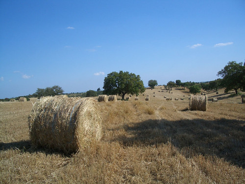 Paja straw