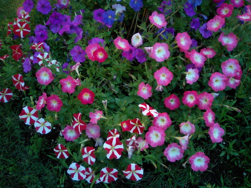 evening flowers