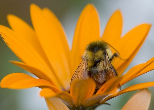 Bee Sitting in a South African Daisy