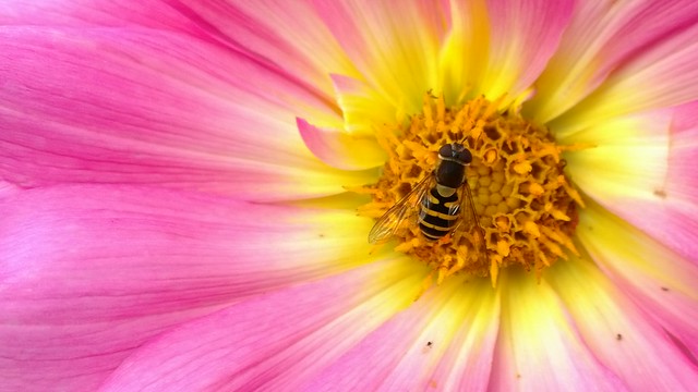 Nokia Lumia 1020 - Pollination