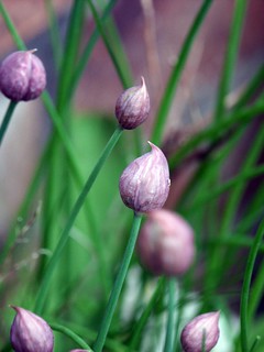 Chives