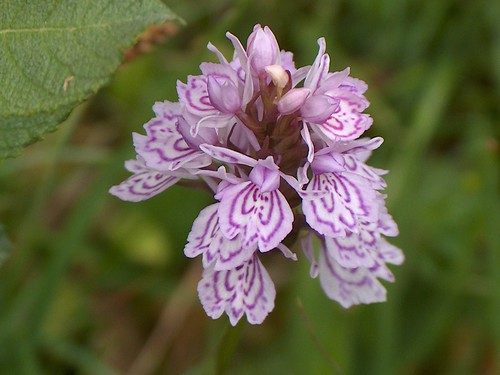 Wild Orchid, Isle of Mull.