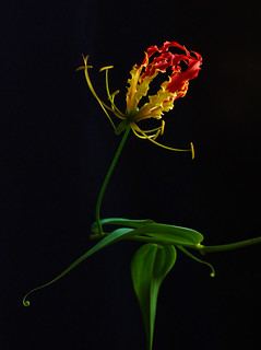 Flame of Nature - Gloriosa superba (flame lily)