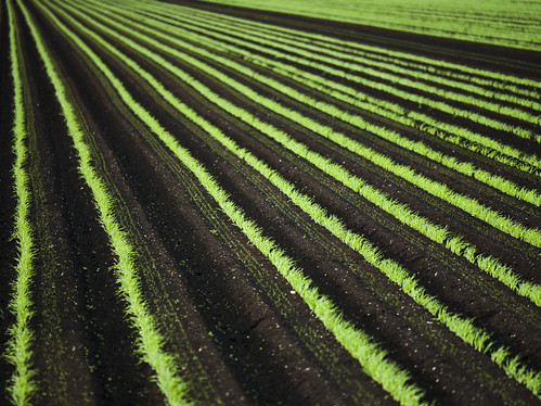 Crops growing on a farm.