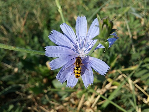 Wild Flower