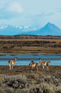 Guanacos de la Patagonia Argentina