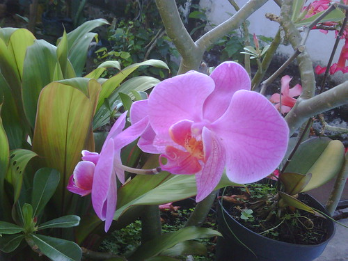 Orchid - Anggrek Bulan