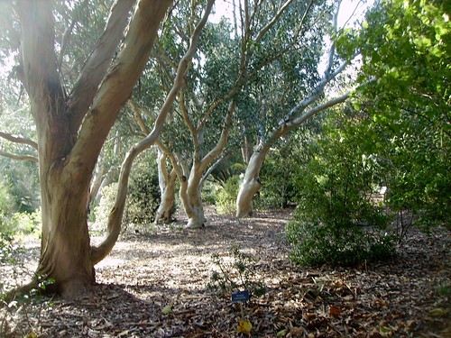 WISLEY, WOKING, SURREY