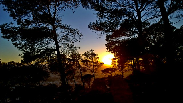 Sunset behind trees