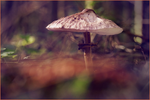 Under the parasol. Maybe the dancing of the fairies.