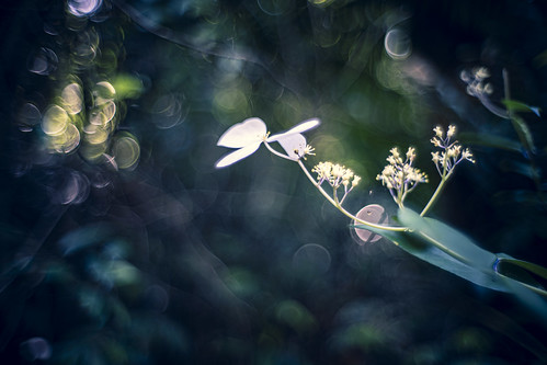 butterfly flower