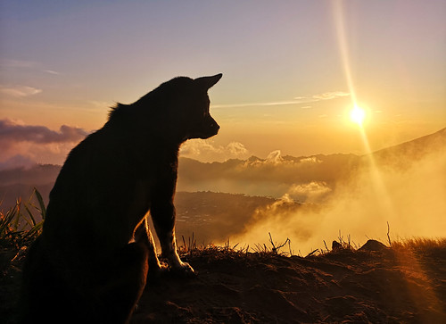 Stray dog watching the sunrise