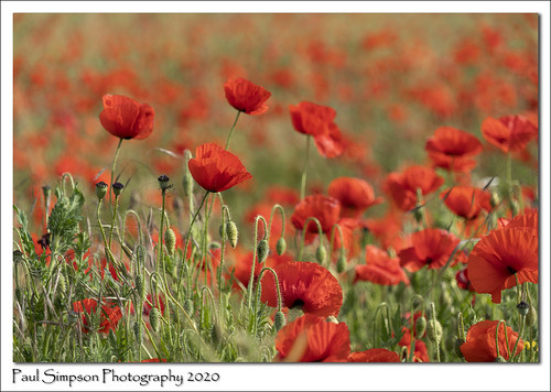 Poppy Field