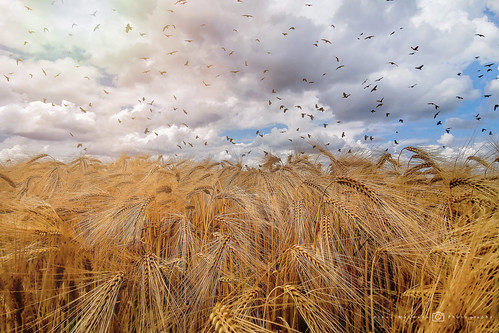 Wheatfield with Crows