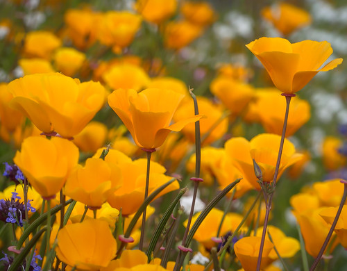 "Cups of Gold"  California Poppies