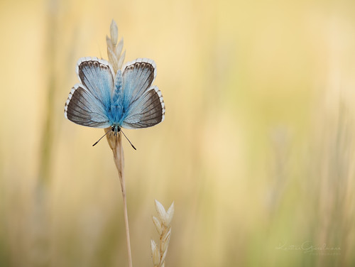 Chalkhill Blue (in golden fields)