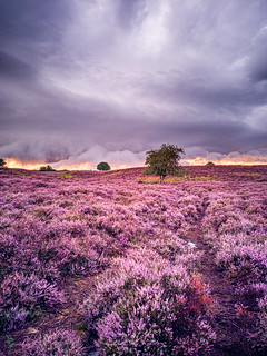 Roydon Storm Clouds