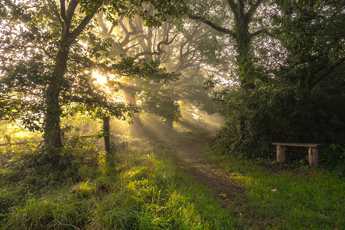 morning light