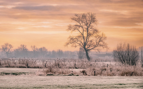 A big tree in front of the castle farm at dawn