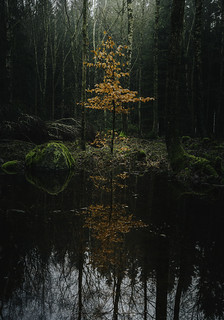 Orange reflection