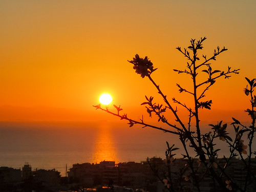 sunset over the flowers