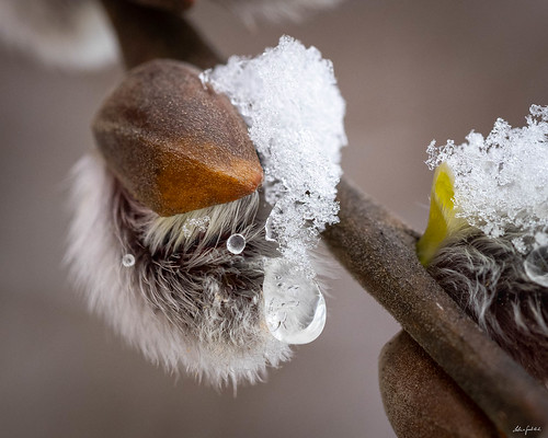 winter wraps itself around the messenger of spring