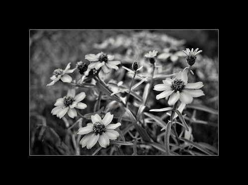 Mon jardin. Bidens cernua L.