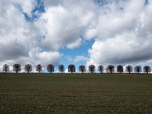 Tree row / Baumreihe