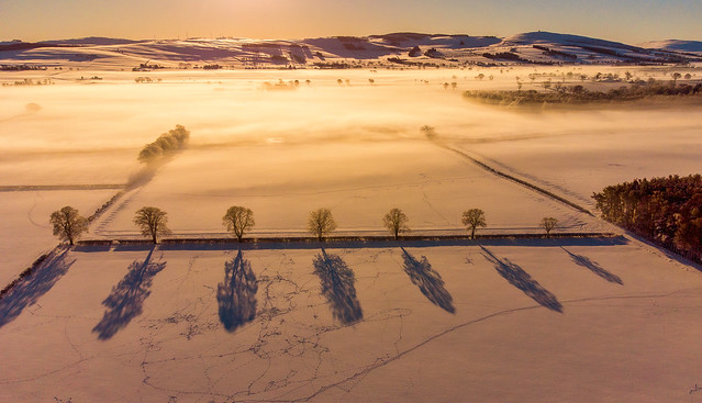 Tree Shadows in Strathmore