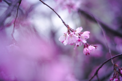 cherry blossom