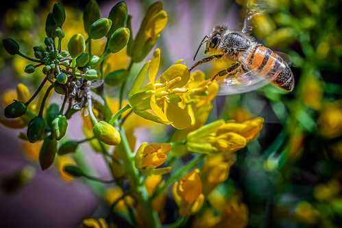 Bee On Broccoli