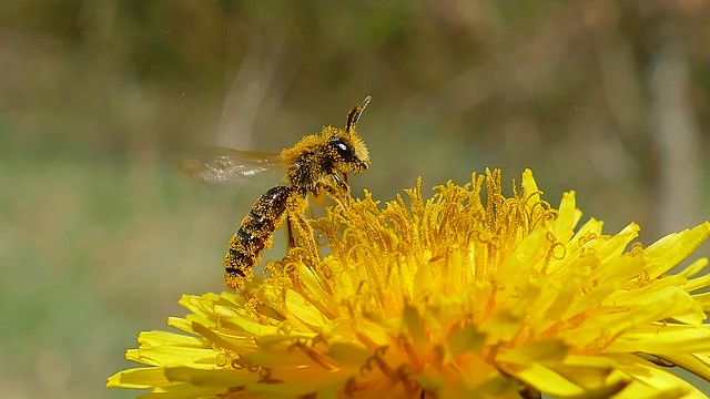 Ready to transfer pollen between flowers