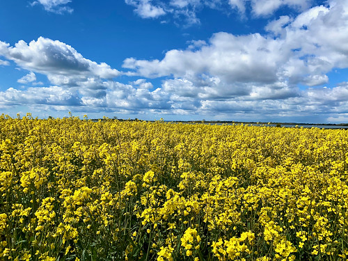 Golden field