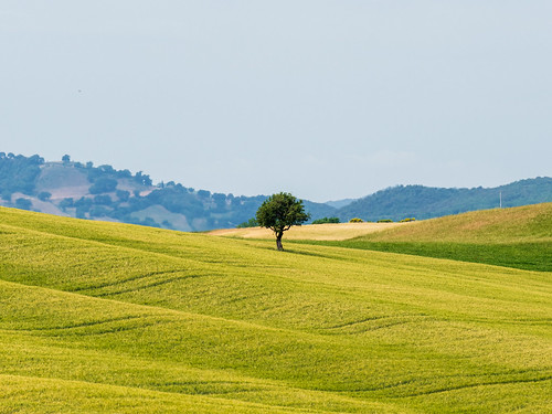 Lonely Tree