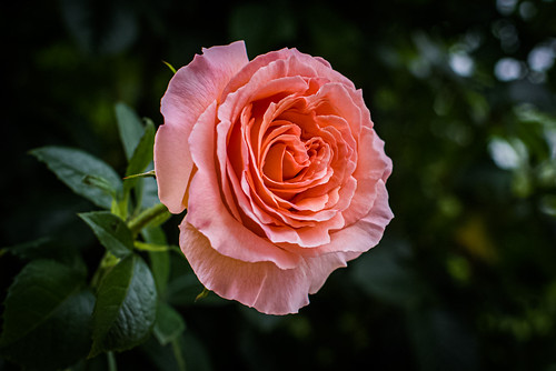 Rosa