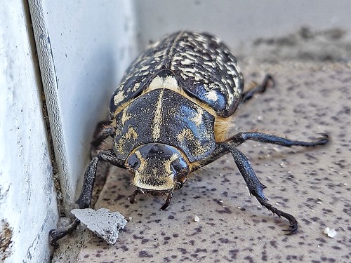 Kallócserebogár -   Polyphylla fullo  Hím/Male